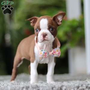 Stacy, Boston Terrier Puppy