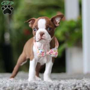 Stacy, Boston Terrier Puppy