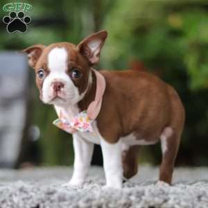 Stacy, Boston Terrier Puppy