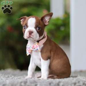 Stacy, Boston Terrier Puppy