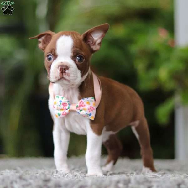 Stacy, Boston Terrier Puppy