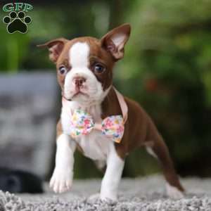 Stacy, Boston Terrier Puppy
