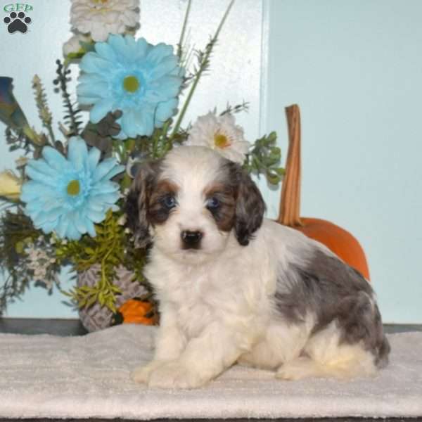 Stacy, Cavapoo Puppy