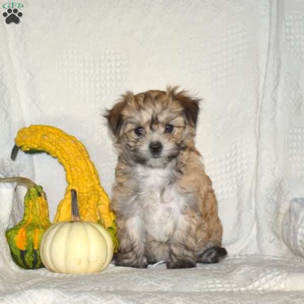 Stacy, Maltese Mix Puppy