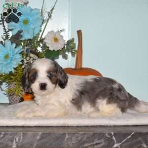 Stacy, Cavapoo Puppy