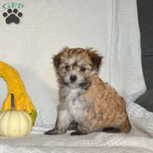 Stacy, Maltese Mix Puppy