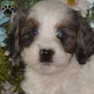 Stacy, Cavapoo Puppy