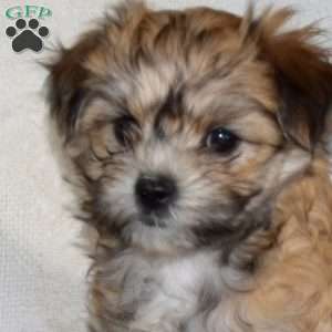 Stacy, Maltese Mix Puppy