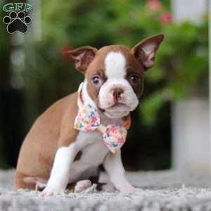 Stacy, Boston Terrier Puppy