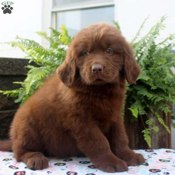 Stan, Newfoundland Puppy