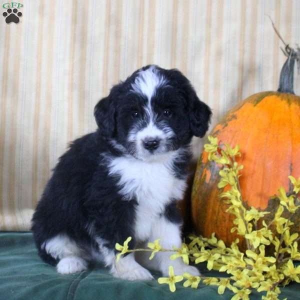Stanley, Mini Aussiedoodle Puppy