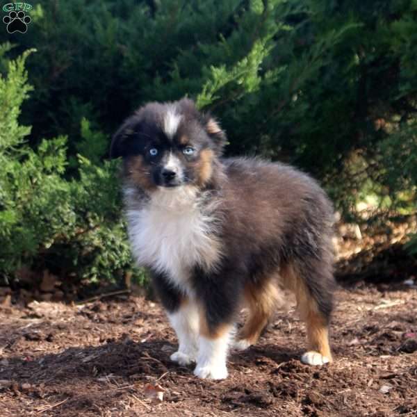 Stanley, Miniature Australian Shepherd Puppy