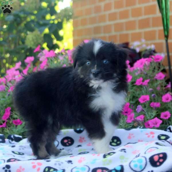 Stanley, Miniature Australian Shepherd Puppy