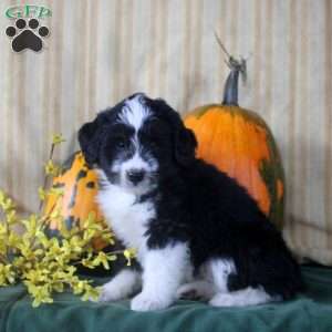 Stanley, Mini Aussiedoodle Puppy