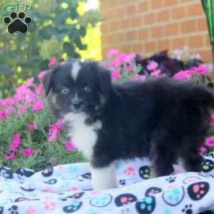 Stanley, Miniature Australian Shepherd Puppy