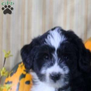 Stanley, Mini Aussiedoodle Puppy