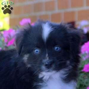 Stanley, Miniature Australian Shepherd Puppy