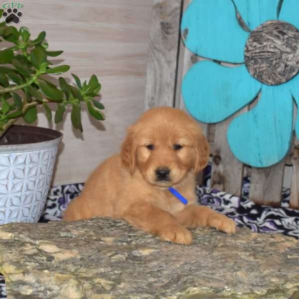Star, Golden Retriever Puppy