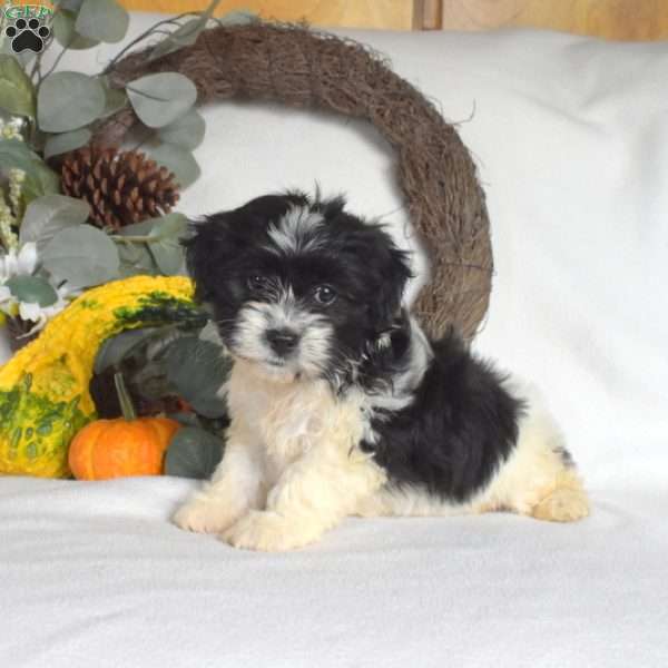 Star, Havanese Puppy