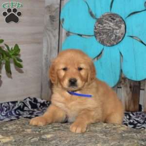 Star, Golden Retriever Puppy