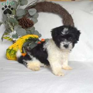 Star, Havanese Puppy