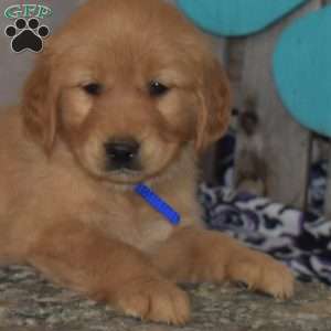 Star, Golden Retriever Puppy