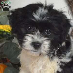 Star, Havanese Puppy