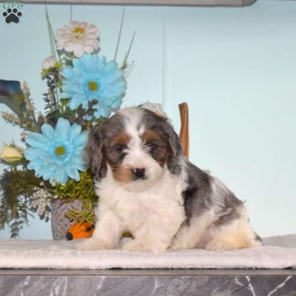 Star, Cavapoo Puppy