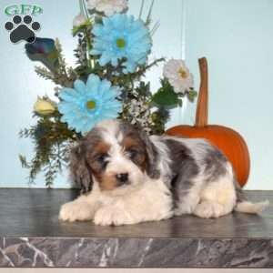 Star, Cavapoo Puppy