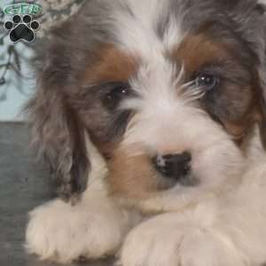 Star, Cavapoo Puppy