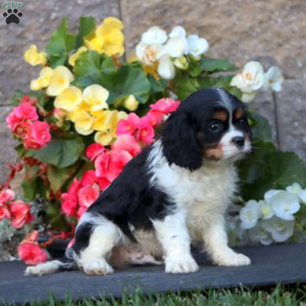 Star, Cavalier King Charles Spaniel Puppy