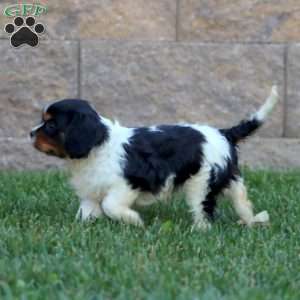Star, Cavalier King Charles Spaniel Puppy