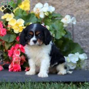 Star, Cavalier King Charles Spaniel Puppy