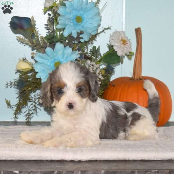 Starburst, Cavapoo Puppy