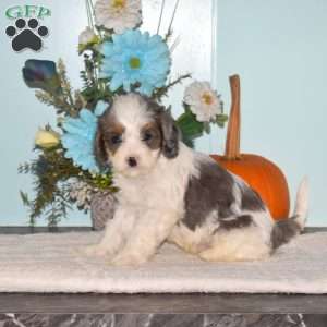Starburst, Cavapoo Puppy