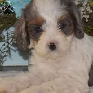 Starburst, Cavapoo Puppy