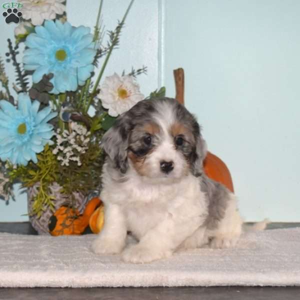 Starlight, Cavapoo Puppy