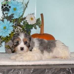 Starlight, Cavapoo Puppy