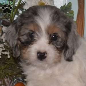 Starlight, Cavapoo Puppy