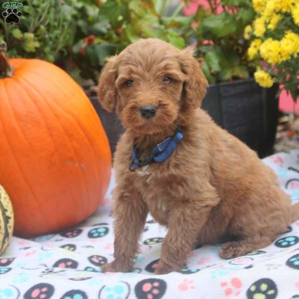 Starlight, Mini Goldendoodle Puppy