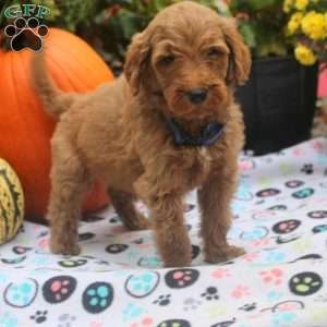 Starlight, Mini Goldendoodle Puppy