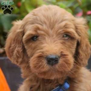 Starlight, Mini Goldendoodle Puppy