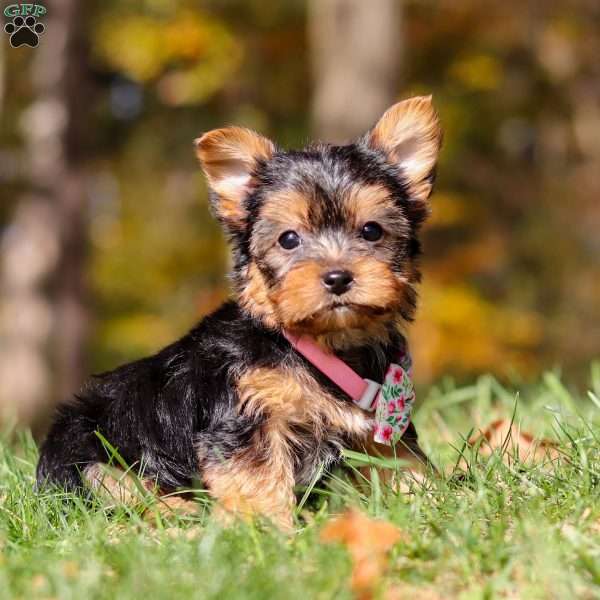 Stella, Yorkie Puppy
