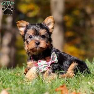 Stella, Yorkie Puppy