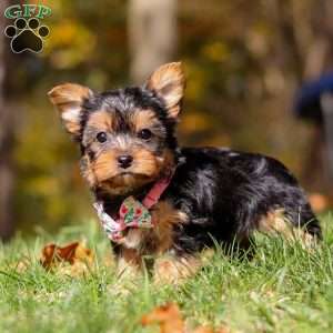 Stella, Yorkie Puppy