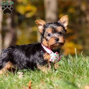 Stella, Yorkie Puppy