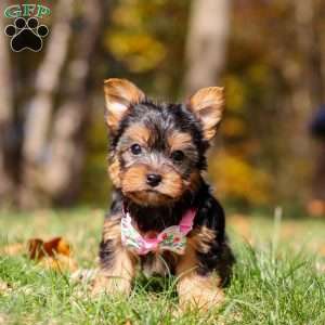 Stella, Yorkie Puppy