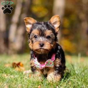 Stella, Yorkie Puppy