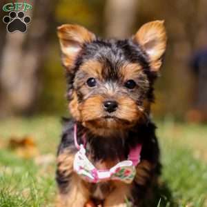 Stella, Yorkie Puppy