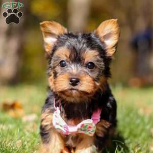 Stella, Yorkie Puppy